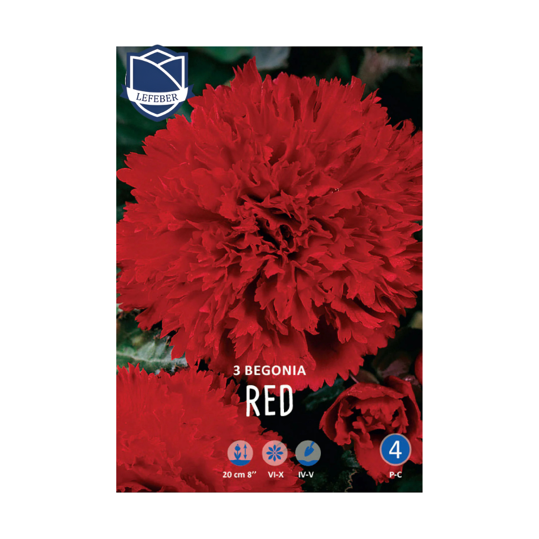 1701f6_b5bc6a3ab474420abe0192f0f4103f9fmv2.png Begonia Fimbriata Red (3) - Бегонија - Image 1