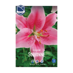 Lilium Sorbonne (3) - Крин