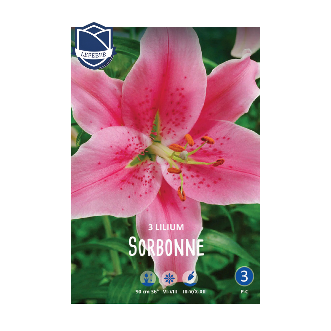 1701f6_b7b99f0cc53e468ab58f72dde9d1a248mv2.png Lilium Sorbonne (3) - Крин - Image 1