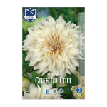 Dahlia Cafe au Lait (1) - Далија