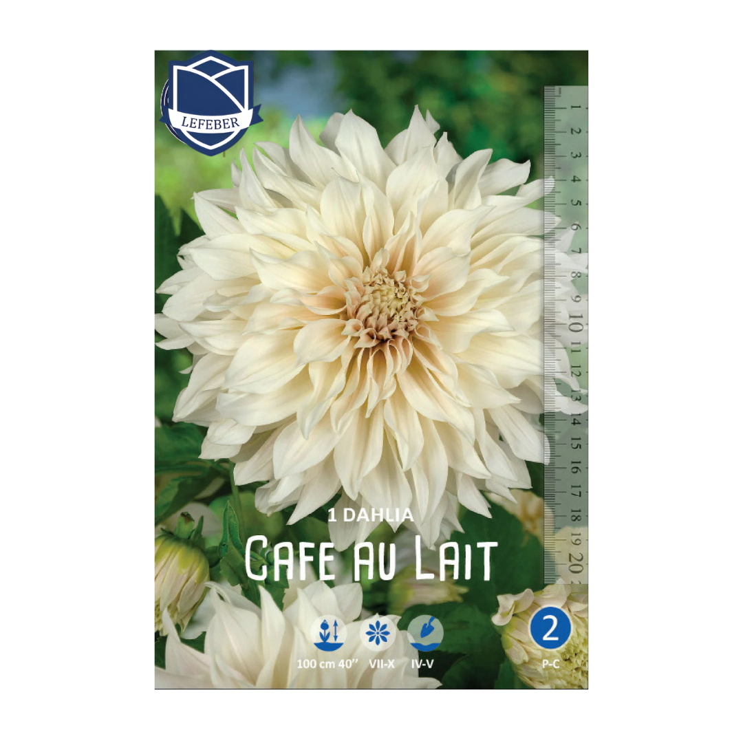 1701f6_b82a1d555abe4d459e09e8e4a3229f9bmv2.png Dahlia Cafe au Lait (1) - Далија - Image 1