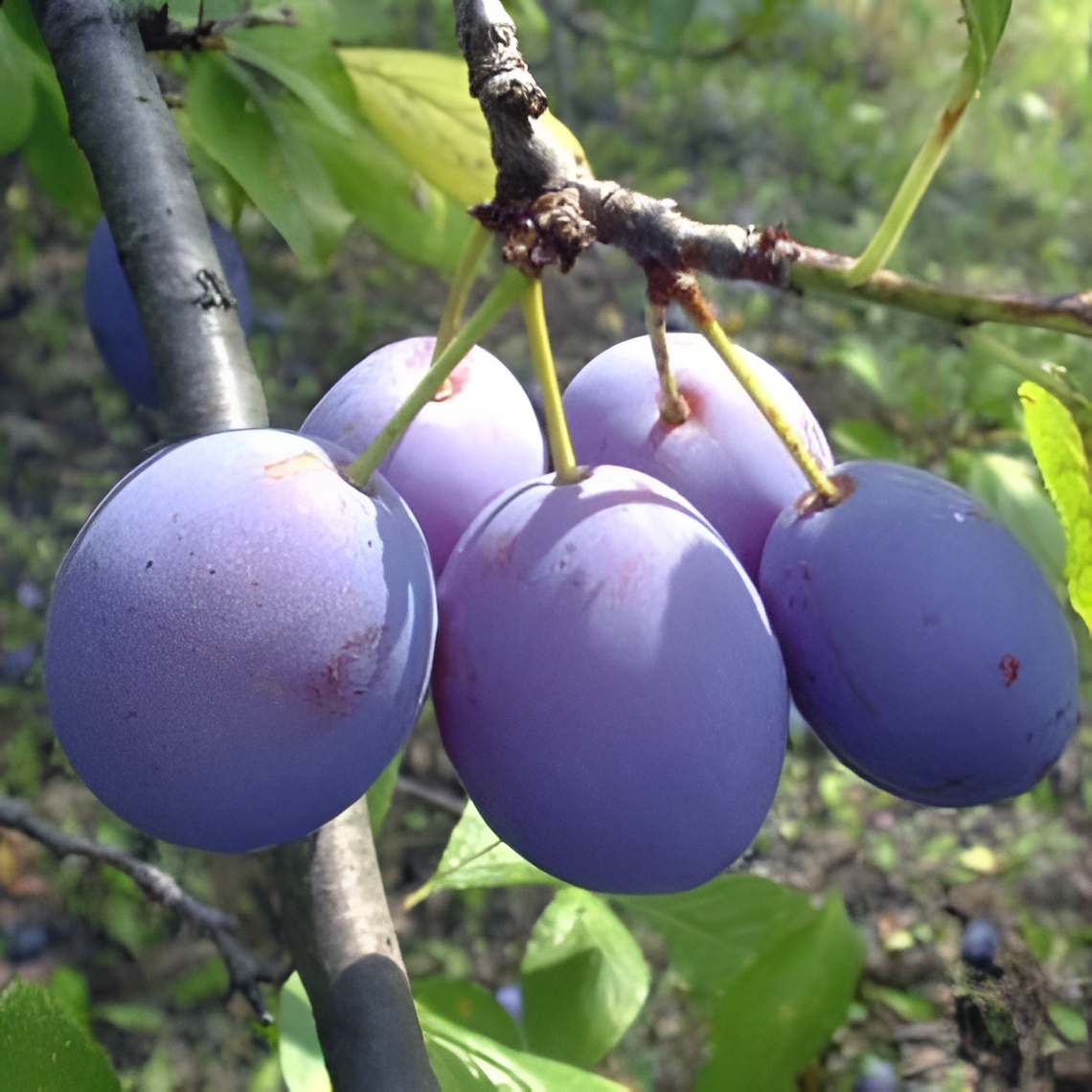 1701f6_bb90dac11b234f5d85f06855238dc78fmv2.jpg Слива Чачанска Најдобра - Image 1