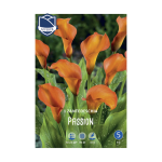 Zantedeschia Passion (1) - Кала