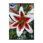 Lilium Miss Lily (3) - Крин