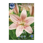 Lilium Chianti (3) - Крин