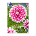 Dahlia Fuzzy Wuzzy (1) - Далија