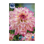 Dahlia Orion (1) - Далија