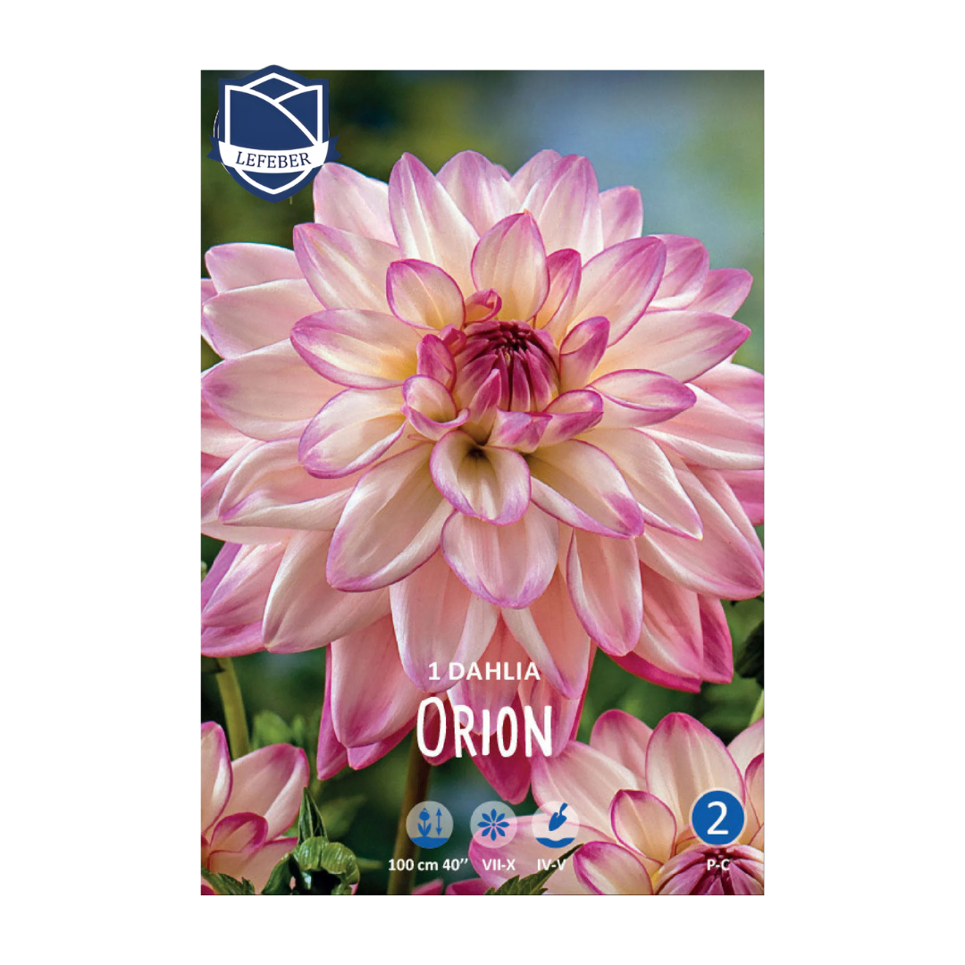1701f6_c2cc447debfd496188b20f5789f6ea89mv2.png Dahlia Orion (1) - Далија - Image 1