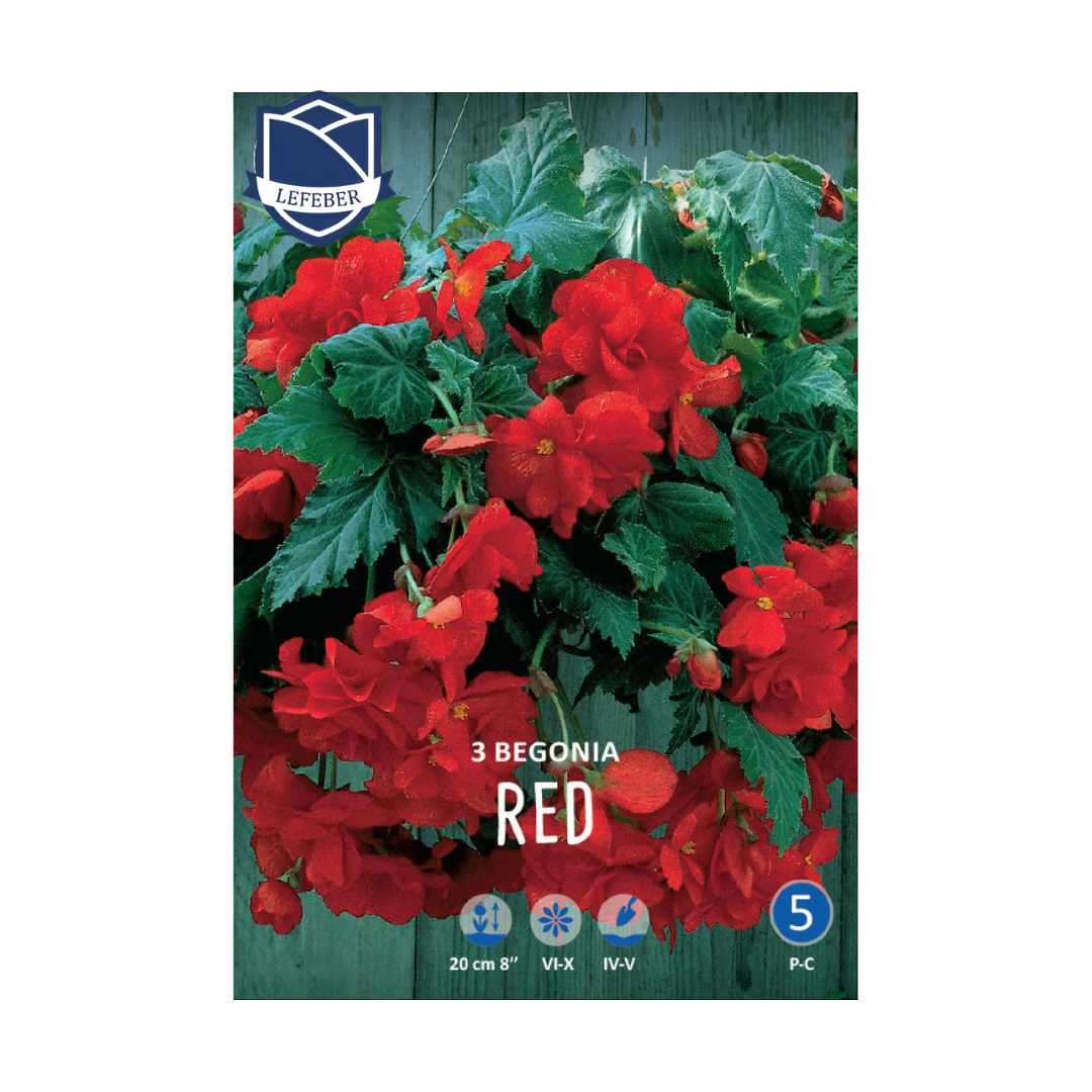 1701f6_d0c0dc956667498aaa5cbb86d378a709mv2.png Begonia Pendula Red (3) - Бегонија (Кавалер и Дама) - Image 1