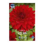 Dahlia Red Sun (1) - Далија
