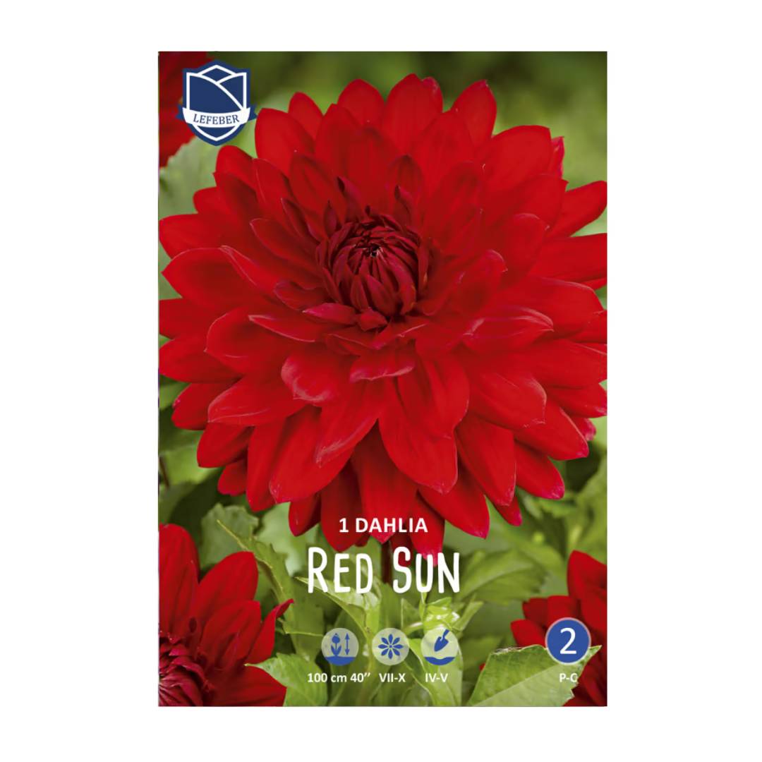 1701f6_d146ff4b7fa241b9ba84ecb9d86048f4mv2.png Dahlia Red Sun (1) - Далија - Image 1