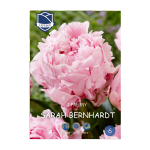 Paeony Sarah Bernhardt (1) - Божур