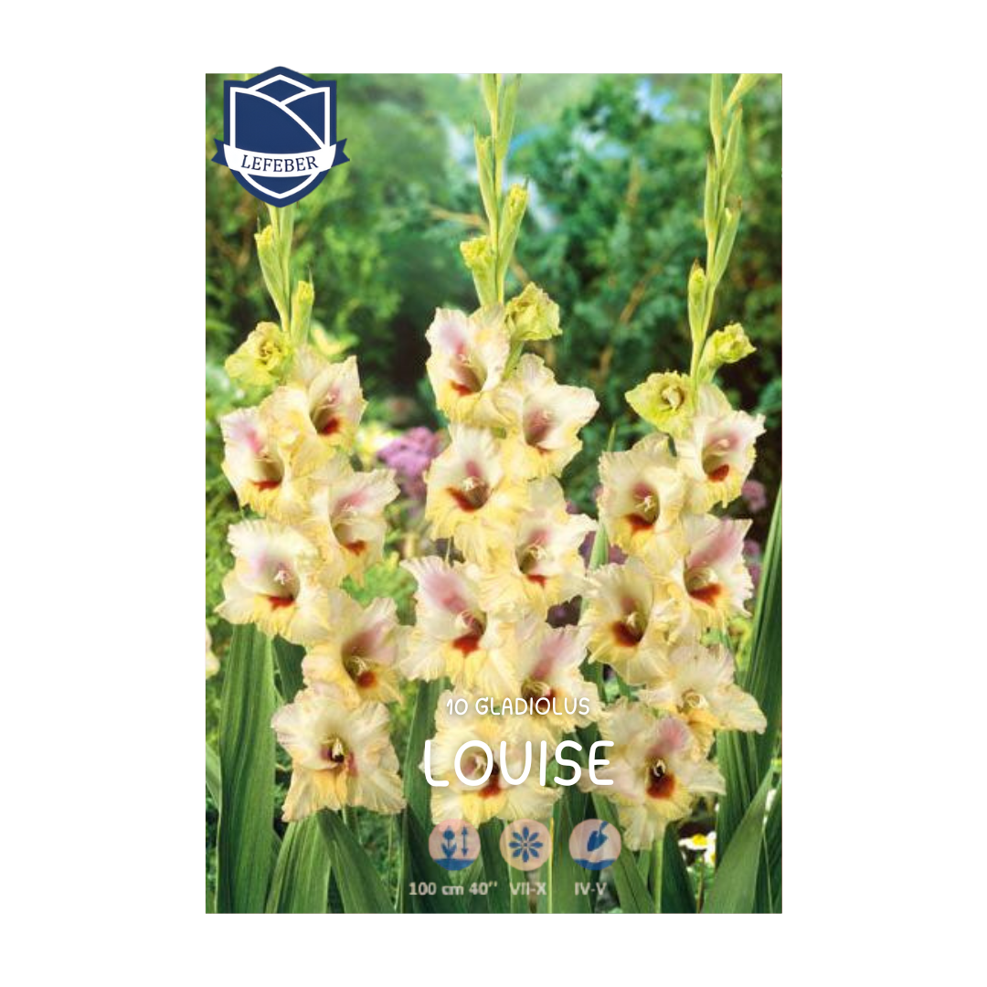 1701f6_d3a1594911a04d62a8f7c122bfa00048mv2.png Gladiolus Louise (10) - Гладиола - Image 1