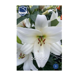 Lilium Doroso (3) - Крин