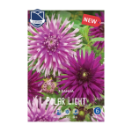 Dahlia Polar Light (2) - Далија