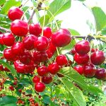 Вишна Облачинска