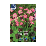 Oxalis deppei Iron Cross (25) - Оксалис