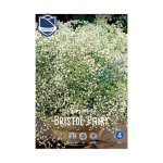 Gypsophila Bristol Fairy (1) - Гипсофила