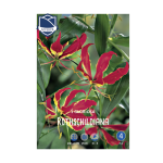 Gloriosa Rothschildiana (1)