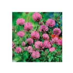 Црвена Детелина (Trifolium pratense L.)