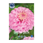 Dahlia Garden Queen (1) - Далија