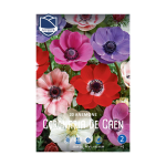 Anemone coronaria De Caen (20) - Анемоне
