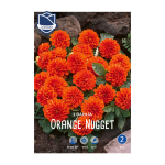 Dahlia Orange Nugget (1) - Далија