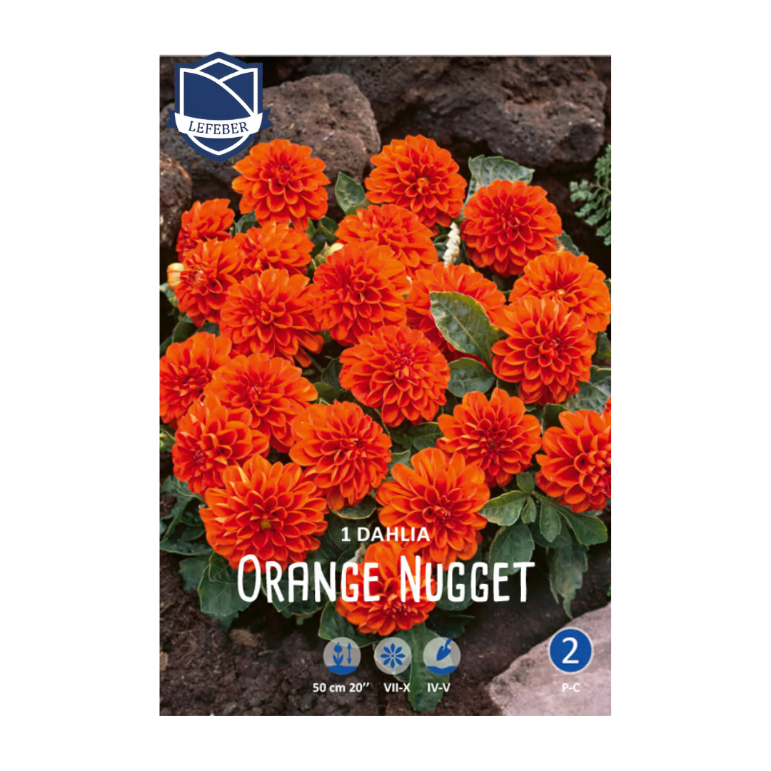 1701f6_e9fbdc7054564f52b45a8d569ee07780mv2.png Dahlia Orange Nugget (1) - Далија - Image 1