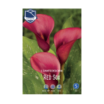 Zantedeschia Red Sox (1) -  Кала