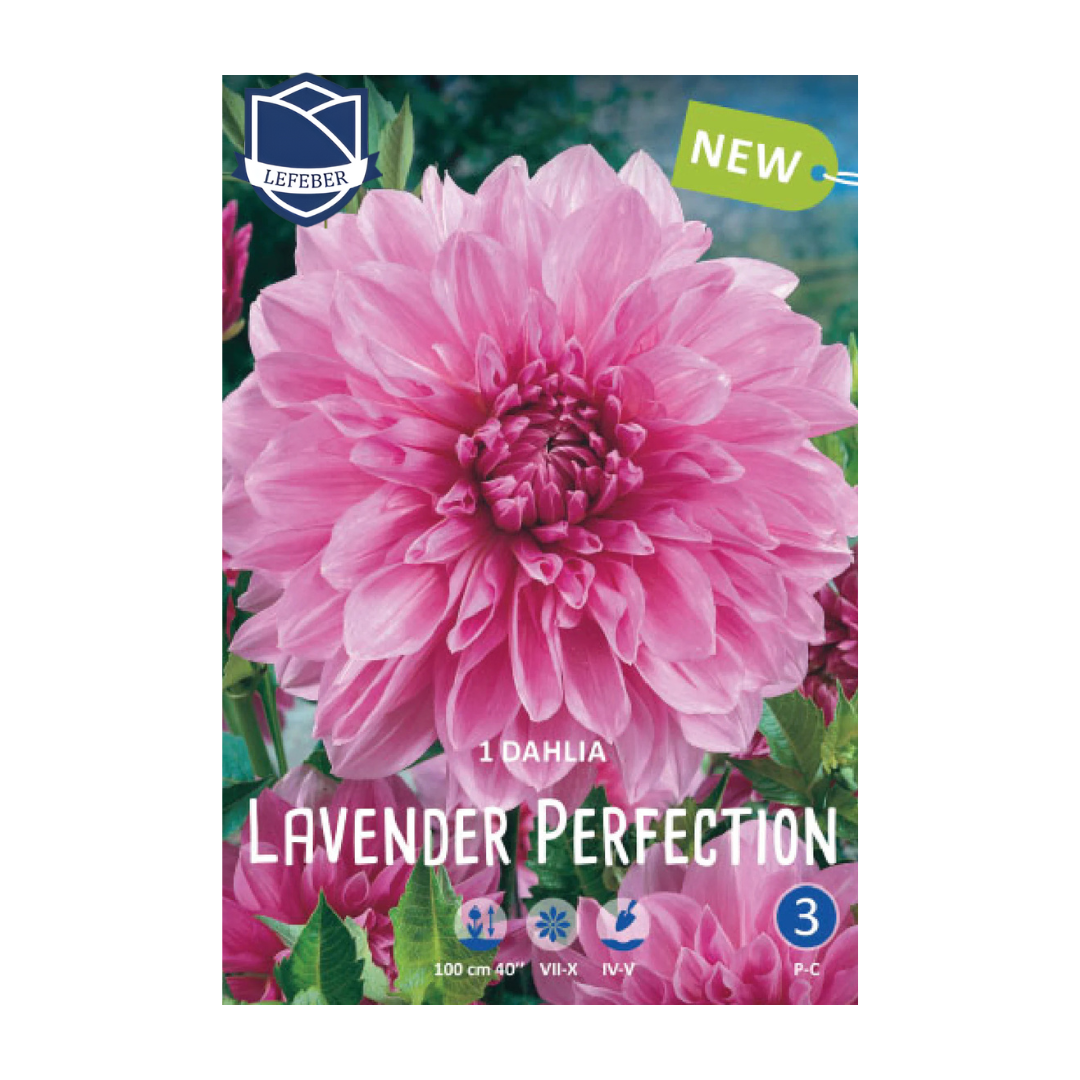1701f6_ec3e8ec222654ffb8b7b4e71ecc5441emv2.png Dahlia Lavander Perfection (1) - Далија - Image 1