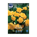 Begonia Pendula Yellow (3) - Бегонија (Кавалер и Дама)