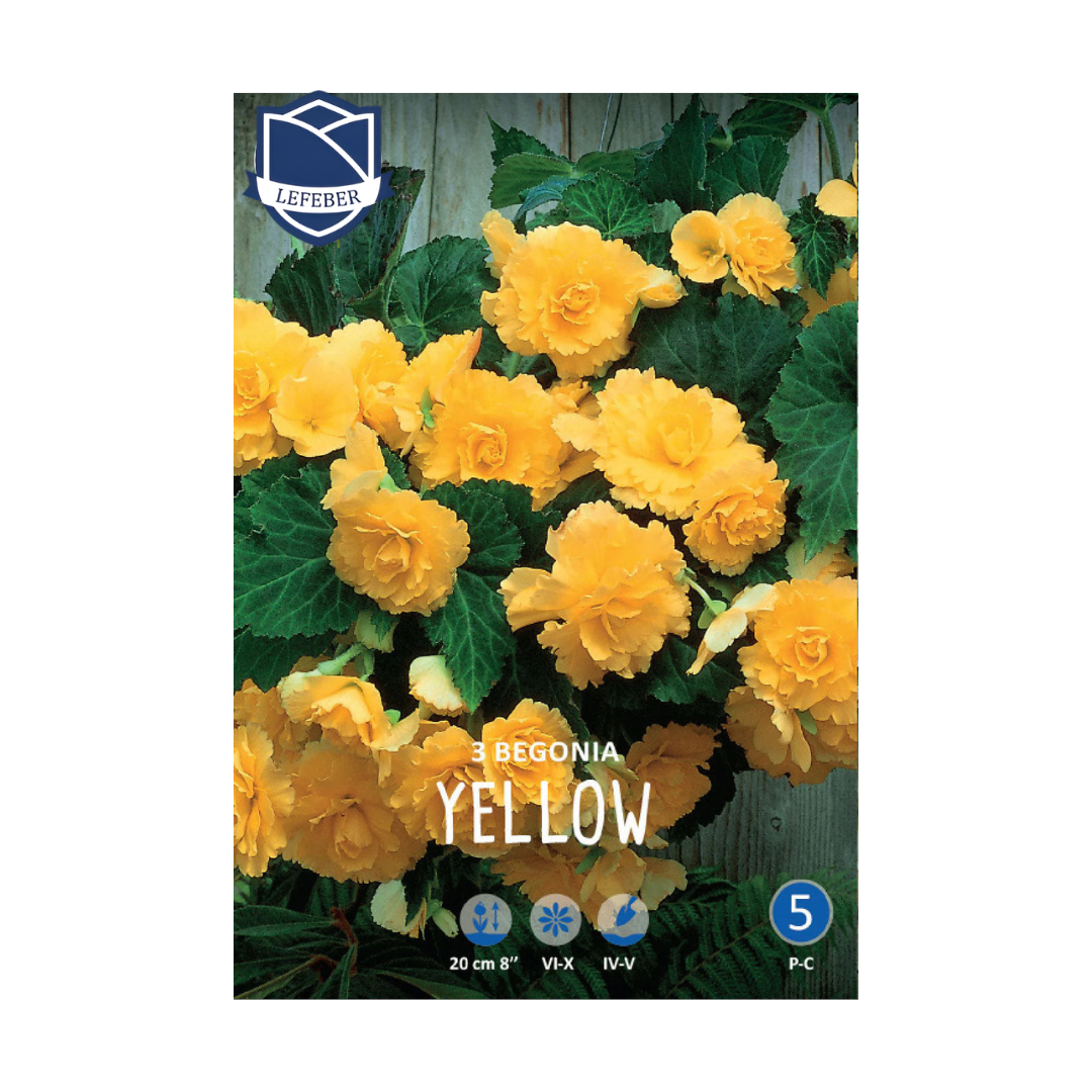 1701f6_ec64d68b02194530ad7bcfc0b613f42emv2.png Begonia Pendula Yellow (3) - Бегонија (Кавалер и Дама) - Image 1