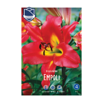 Lilium Empoli (3) -Крин