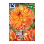 Dahlia Graceland (1) - Далија