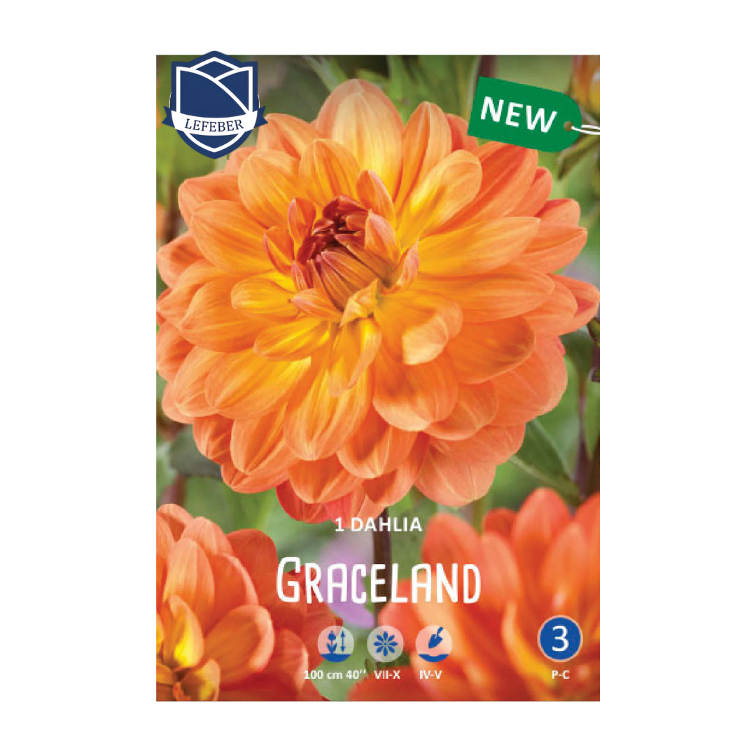 1701f6_eff7f0e887074ed49ec695cd3e192ac9mv2.png Dahlia Graceland (1) - Далија - Image 1