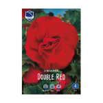 Begonia Double Red (3) - Бегонија