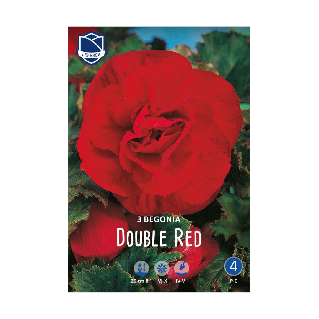 1701f6_f07b0f3aa116465b89e0df4dadbeabd6mv2.png Begonia Double Red (3) - Бегонија - Image 1