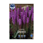 Liatris Spicata (5)