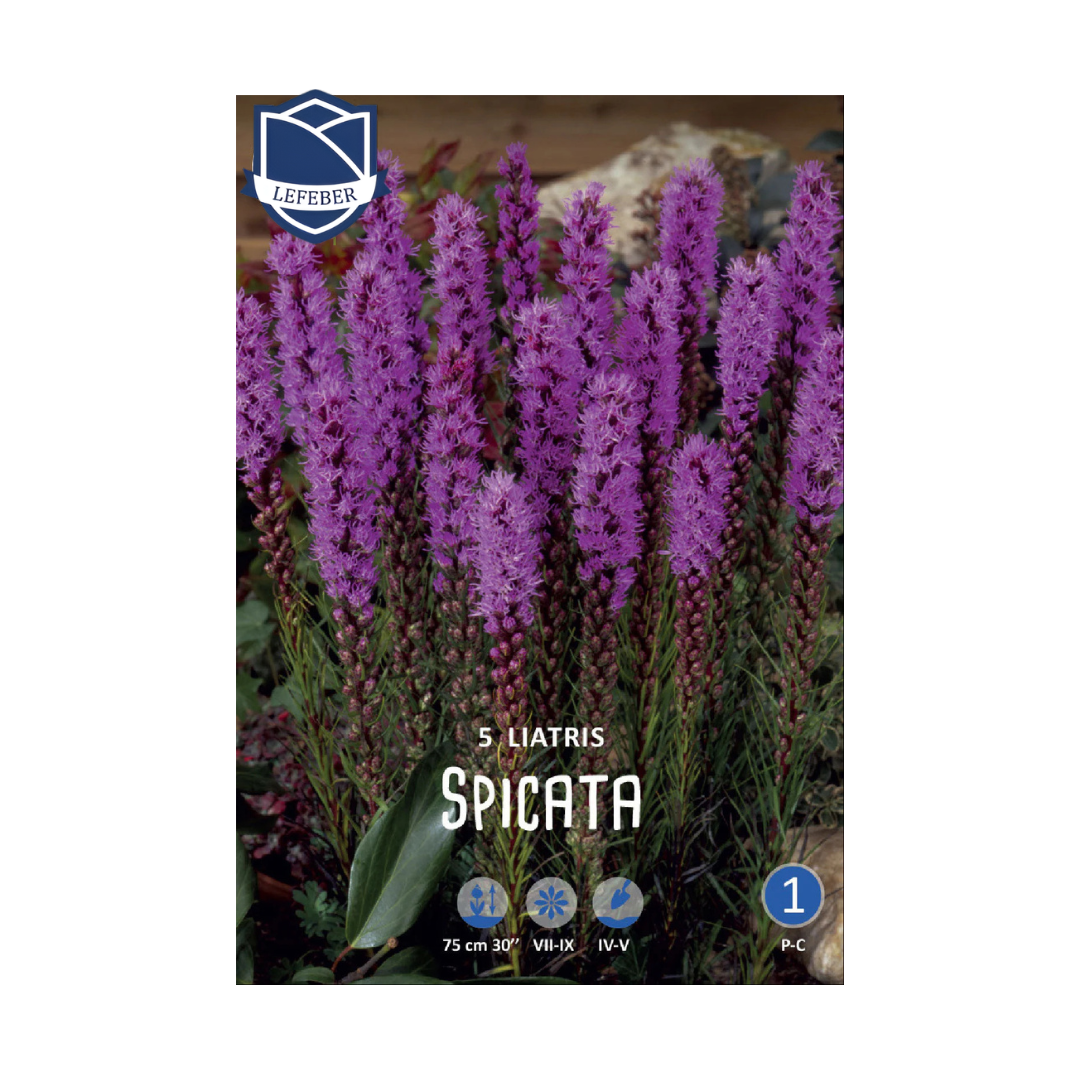1701f6_f0f42badb6524b05be7f91e2d1717dd3mv2.png Liatris Spicata (5) - Image 1