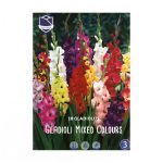 Gladiolus Mixed Colors (10) - Гладиола