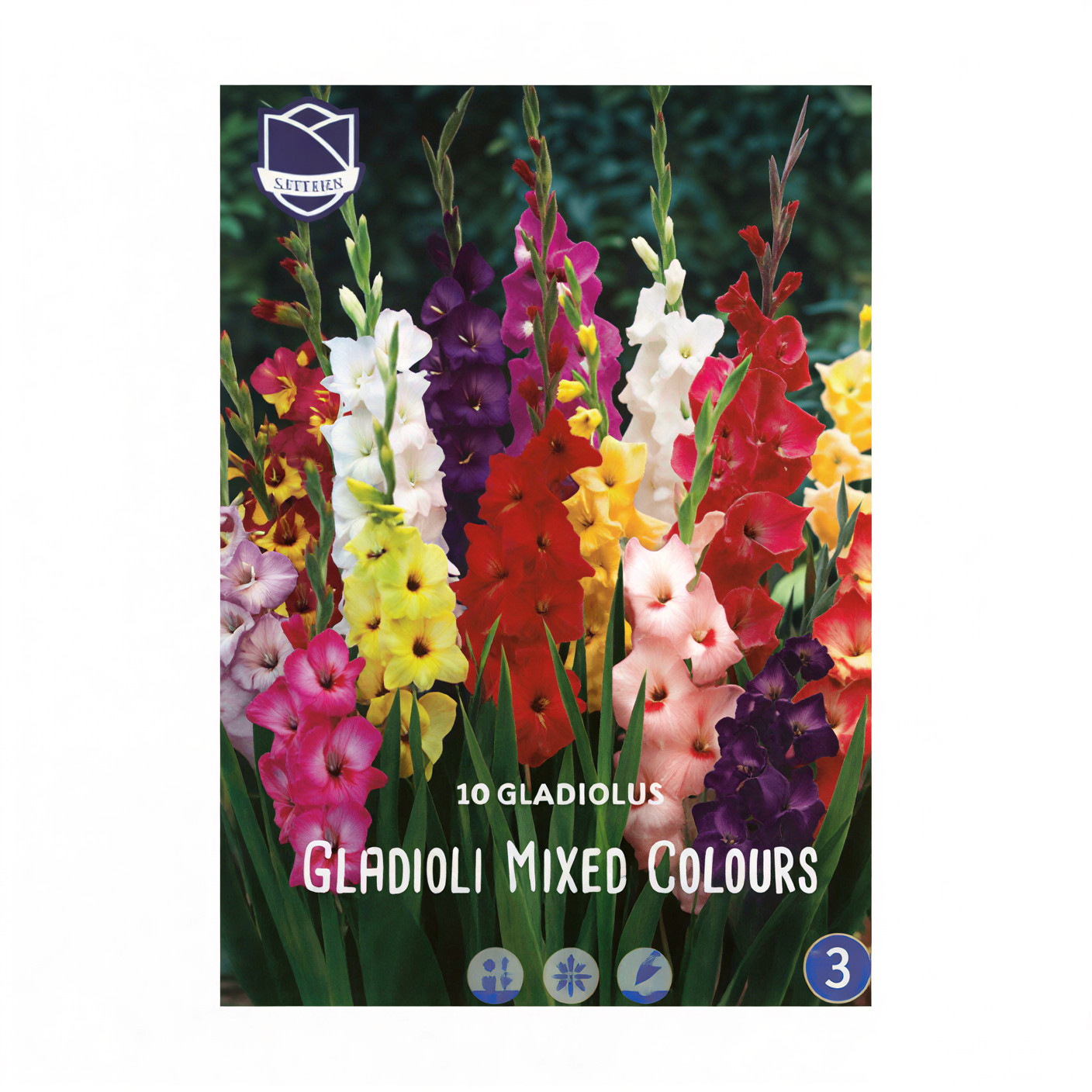1701f6_f19767910954444d8be92169e5585e7fmv2.jpg Gladiolus Mixed Colors (10) - Гладиола - Image 1