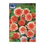 Dahlia Musette (1) - Далија