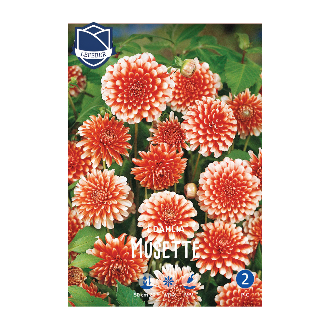 1701f6_f6853eef328d4886adc81273ca21e77emv2.png Dahlia Musette (1) - Далија - Image 1