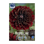 Dahlia Karma Choc (1) - Далија