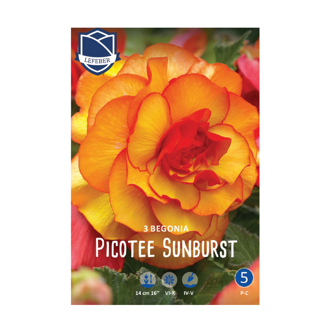 1701f6_fb8e858f61d145b2ad96d4a99bcd1ac4mv2.png Begonia Picotee Sunburst (3) - Бегонија - Image 1