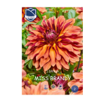 Dahlia Miss Brandy (1) - Далија