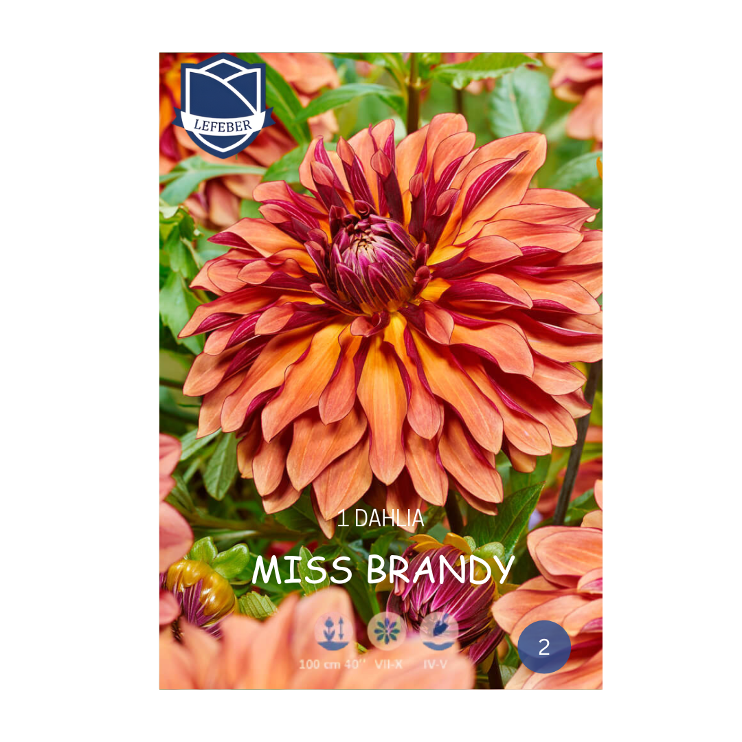 1701f6_fc000968d90f45b29a5933c51ac06ccfmv2.png Dahlia Miss Brandy (1) - Далија - Image 1