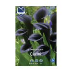 Zantedeschia Cantor (1) - Кала